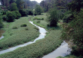 Image of a stream