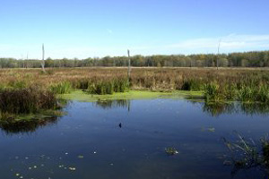 Natural Enhanced Transport of Agricultural Lead and Arsenic through Riparian Wetlands